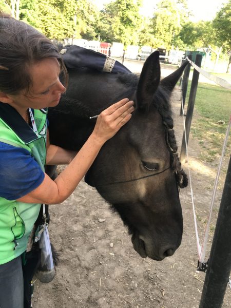 Nicole Martinek mit Pferd Pauli Meridian