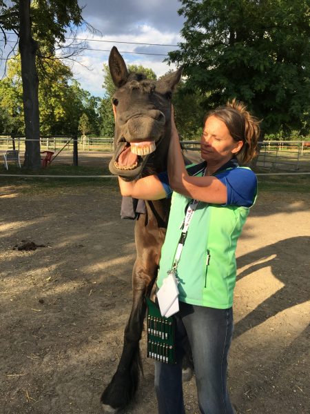 Nicole Martinek mit Pferd Pauli Cranio Kiefergelenk